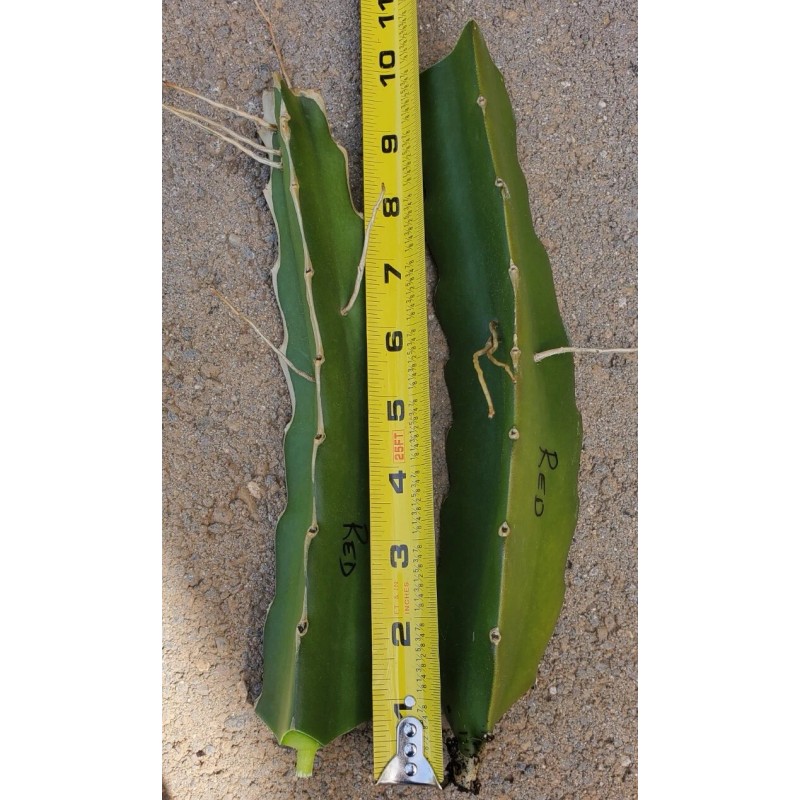 Cactus Robles Red Dragon Fruit (Pitaya)- 2 Cuttings 8-10 Inch