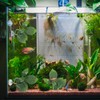 3 Pack Betta Fish Leaf Hammock, Multi Leaf Design, Aquarium