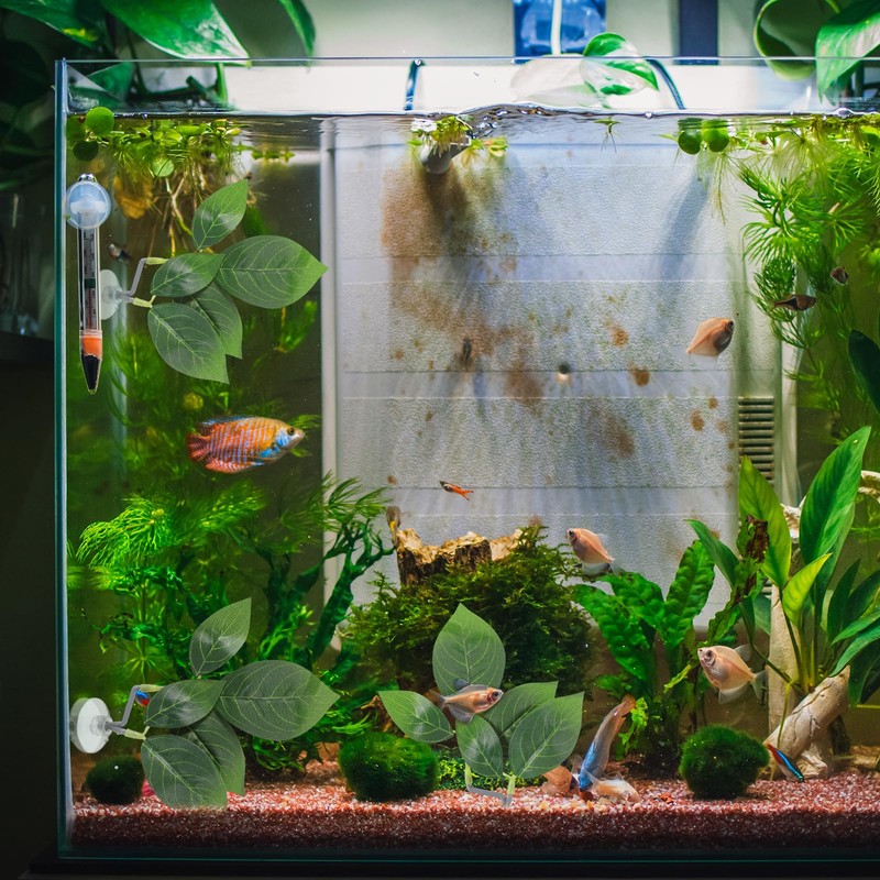 3 Pack Betta Fish Leaf Hammock, Multi Leaf Design, Aquarium