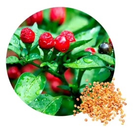 1000 Semillas De Chile Chiltepín Con Buena Germinación                                                                                                