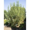 Arctic Blue Willow Shrub (Bare-Root)(6-12")(Salix purpurea)