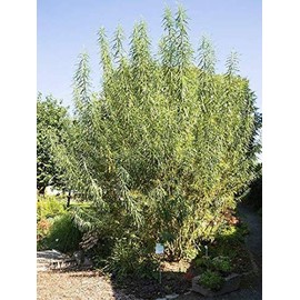 Arctic Blue Willow Shrub (Bare-Root)(6-12")(Salix purpurea)