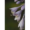 Buy Rare Seeds Hosta longipes | Funkia | Plantain Lily