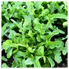 Everwilde Farms - 1 Oz Oakleaf Lettuce Seeds - Gold