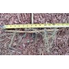 Bamboo 3 Pieces Tonkin Cane RHIZOME Root 12"+ Live Bamboo