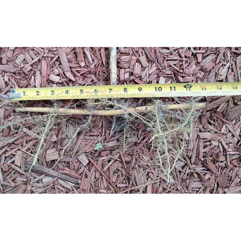 Bamboo 3 Pieces Tonkin Cane RHIZOME Root 12"+ Live Bamboo