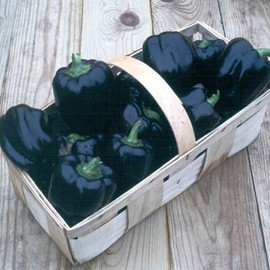 50+ Purple Beauty Pepper Seeds- Heirloom Variety