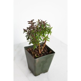 Bonsai Starter Plant Dwarf Myrtle Compacta Plant Gift Mini Tree Evergreen Starter Plant 2 inch Pot Outdoor Zen Garden Gift for Mom (3)