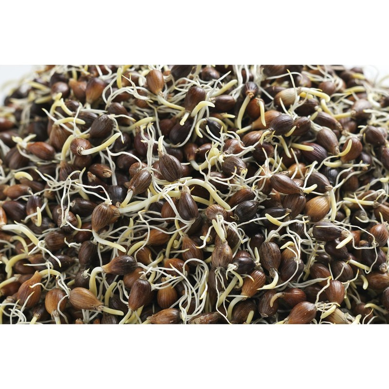 Takachiho Kampo Research Institute Germination is a Tea (Large) 72P
