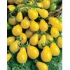 Yellow Pear Drop Tomato Seeds - 15 Fresh Yellow Pear