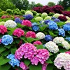50+ Hydrangea Seeds: Giant Snowball Shrubs for Wedding-Perfect Flowers