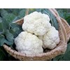 Cauliflower ‘Amazing Taste’