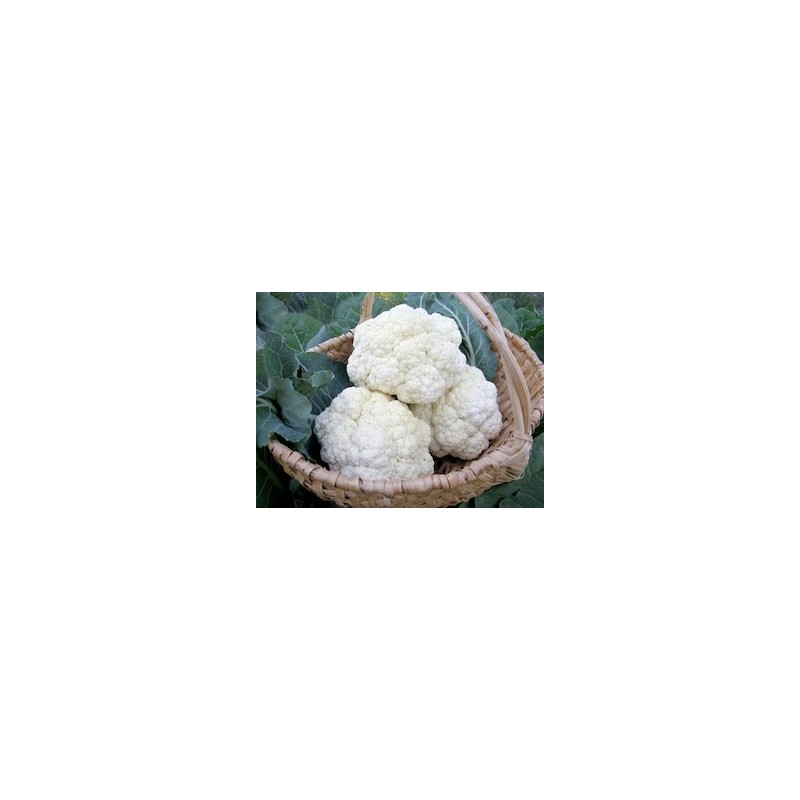 Cauliflower ‘Amazing Taste’