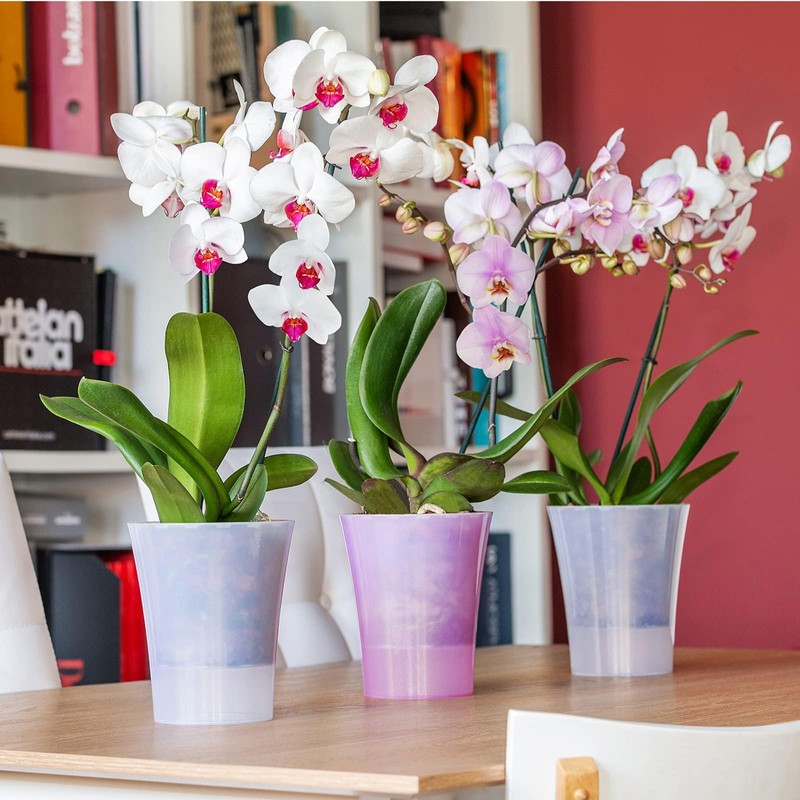 Santino Set of 2 Transparent Orchid Pots with Self-Watering Wick
