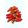 Lil Gnomies Hawaiian Chili Hot Pepper Seeds Birdseye - 15
