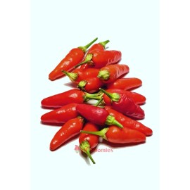 Lil Gnomies Hawaiian Chili Hot Pepper Seeds Birdseye - 15 Seeds