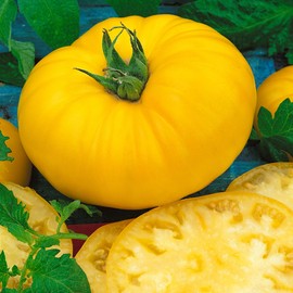 Giant Belgium - Yellow Tomato Seeds - 300 Mg Packet ~65 Seeds - Non-GMO, Heirloom - Vegetable Garden - Solanum lycopersicum