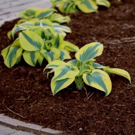 PLATAGO 200 Hosta Seeds Autumn Frost Hosta Plants Seeds Perennial Hosta Flower Seeds for Planting Outdoor Garden Yard Shade Grow Easily