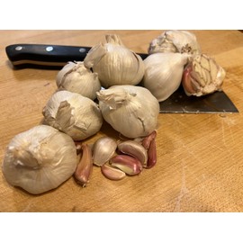 Non GMO Garlic Bulbs for Planting Or Eating 7 Pack (apprx 50-70 Cloves for Planting)
