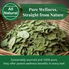 Moringa Leaves-2.6oz, Dried From Fresh Green Moringa Oleifera Leaves, Hojas