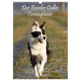 Der Border Collie Terminplaner (Wandkalender 2025 DIN A3 hoch), CALVENDO Monatskalender [Calendar] Lindert-Rottke, Antje