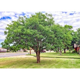 10 Seeds - Chinese Pistachio Pistache | Pistacia chinensis Tree Seeds Hardy Bonsai Plant