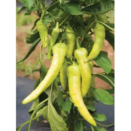 Southeast Seeds Italian Pepperoncini Pepper Seeds, Friggitello, NON-GMO, FREE SHIPPING - 50 Seeds