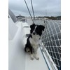 Boat or Railing Safety Netting for Lifeline, Bannister, Bunk Beds,