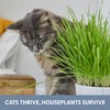 The Cat Ladies Cat Grass Refill Kit 100% Organic 3
