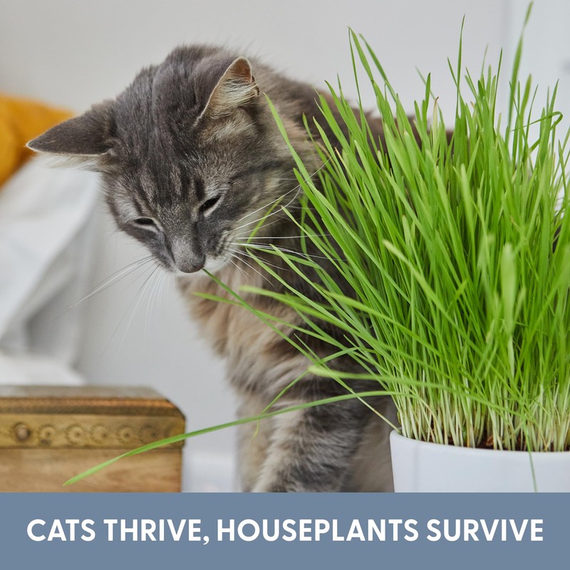 The Cat Ladies Cat Grass Refill Kit 100% Organic 3