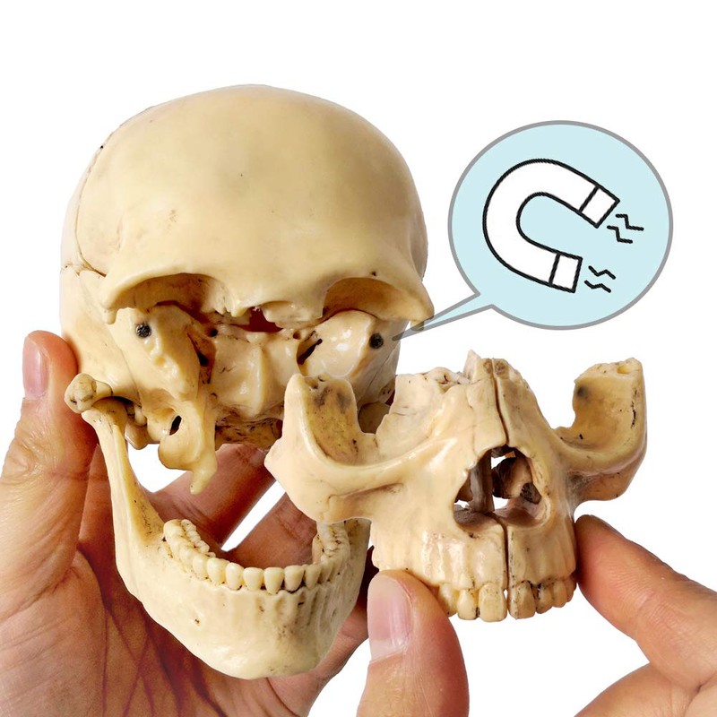 Didactic 15 Parts Anatomy Palm-Sized Human Medical Skull Model, Exploded