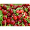 Southeast Seeds Red Cherry Hot Pepper Seeds, Cherry Bombs, Pimenta,