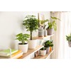 LECHUZA Classico Color 10 Deco Magnolia Table Pot Matte Surface
