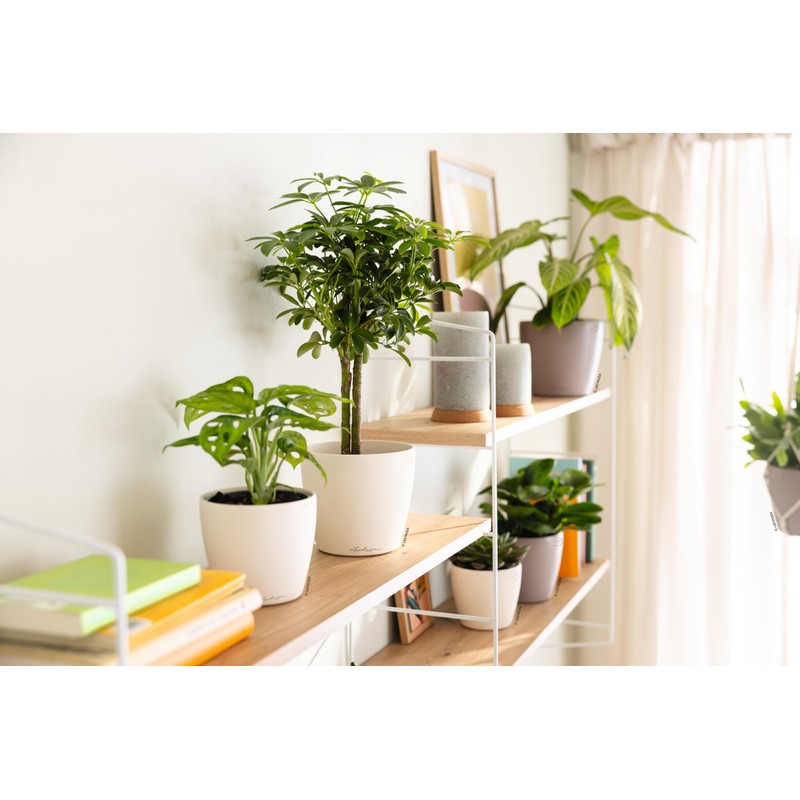 LECHUZA Classico Color 10 Deco Magnolia Table Pot Matte Surface