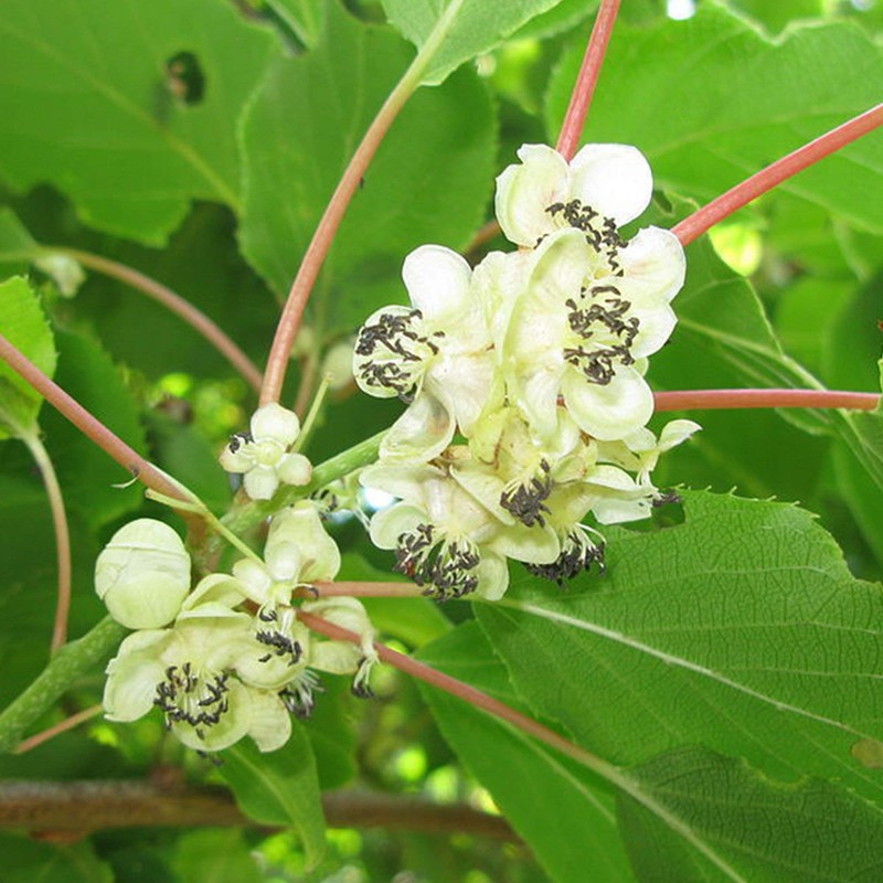 Hardy Kiwi Seeds (Actinidia arguta) Packet of 20 Seeds