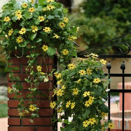 Outsidepride Thunbergia Black-Eyed Susan Yellow Climbing Vine Flowering Plants - 200 Seeds