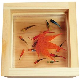 Resin Goldfish Art Healing Medaka Art "Sparkling Momiji" (Gift Included) Made in Japan Gift for Health Longevity Prosperous Business Gift Gift Birthday Wedding Gift Mother Father Spring Spring Summer
