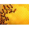 Ravensburger Colmena y Abejas Challenge Rompecabezas 1000 Piezas