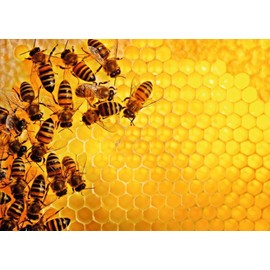Ravensburger Colmena y Abejas Challenge Rompecabezas 1000 Piezas