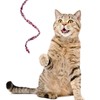 Sumind 3 Pieces Jungle Cat Wand Cat Teaser Charmer Interactive