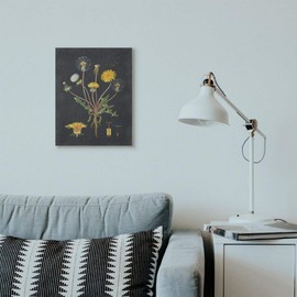 Stupell Industries Botanical Drawing Dandelion On Black Design Canvas