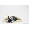 Susan Lanci Designs Ultrasuede Premium Dog Collar with Crystal Rocks,