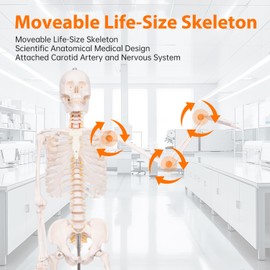 Life Size Posable Skeleton for Anatomy, 70.8'' Human Skeleton Bones Full Size Skeleton Model with Nervous System & Carotid Artery, Medical PVC Anatomy Skeleton Model W/Rolling Stand for Study Display