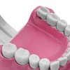 ANCLLO Tooth Model 2 Times Dental Large Teeth Model Dental