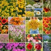 Eden Brothers Dry Area Wildflower Mixed Seeds for Planting, 1/4