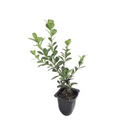 Japanese Boxwood - 30 Live Plants - 2" Pot Size - Buxus Microphylla - Fast Growing Cold Hardy Formal Evergreen Shrub