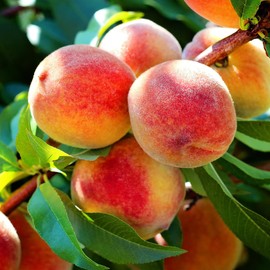 Elberta Peach Tree, Heirloom Variety, Pink Flowering, Self-Pollinator, 1 gal Nursery Pot, 1-2 ft Tree Height (Due to Agricultural Laws, we Cannot Ship to CA, AZ, AK, or HI), 2 Trees