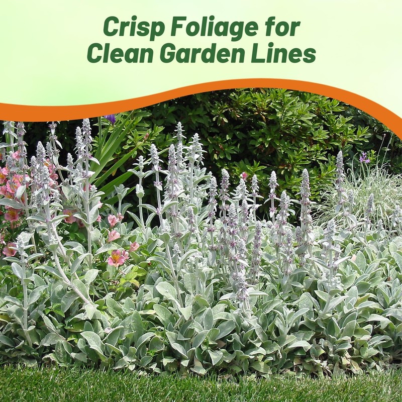 Outsidepride Stachys Byzantina Lamb's Ear Seeds - 1000 Pcs Perennial