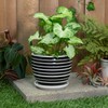 Napco Striped Black and White Ribbed 4 x 5 Inch
