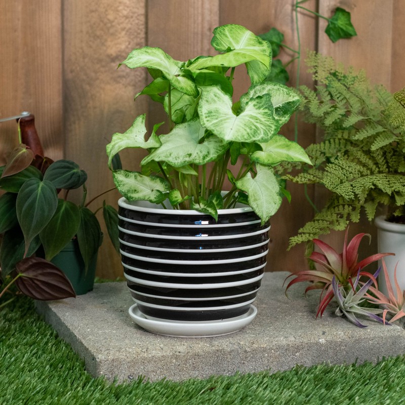 Napco Striped Black and White Ribbed 4 x 5 Inch